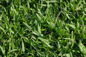 Empire Zoysia