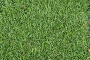 Empress Zoysia