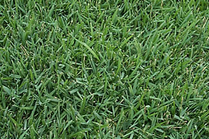 Meyer Zoysia 