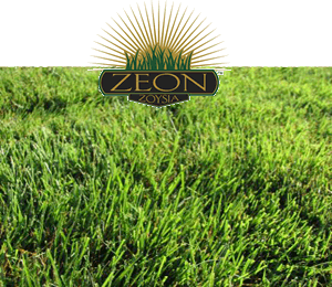 Zion Zoysia