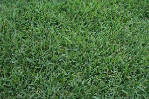 Cavalier Zoysia 